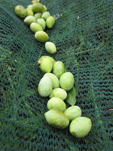 Zeytin Toplama Tülü